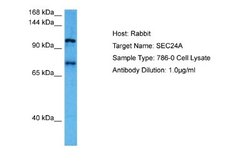 SEC24A Antibody, Novus Biologicals 100 &mu;L; Unconjugated:Antibodies,